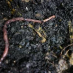 Klimafarmer Substrat