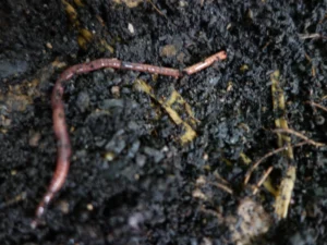 Klimafarmer Substrat