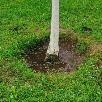 Das BOA-Konzept zur Vitalisierung von Stadtbäumen durch die Anwendung von Pflanzenkohle-Substrat in Bohrlöchern bietet eine einfache Lösung um Problemstandorte nachträglich zu optimieren. Bild: klimafarmer.