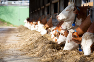 Rinderstall Fütterung